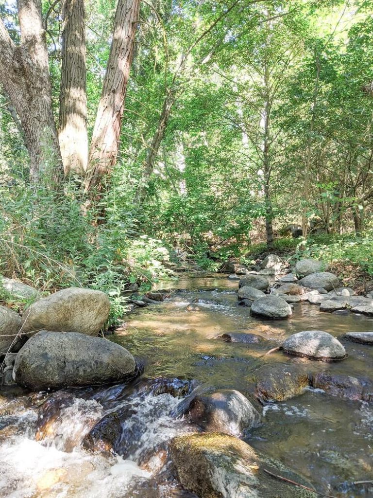 Creek in a forest with water running between rocks under tall, green trees