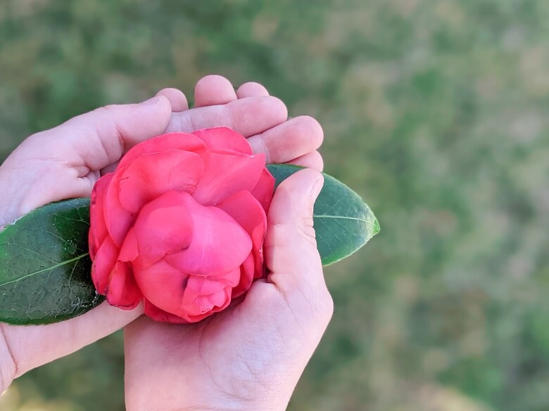 A child's hands cupped together to look like a heart to represent spreading love. In the palm of her hands is a pink flower with two leaves.