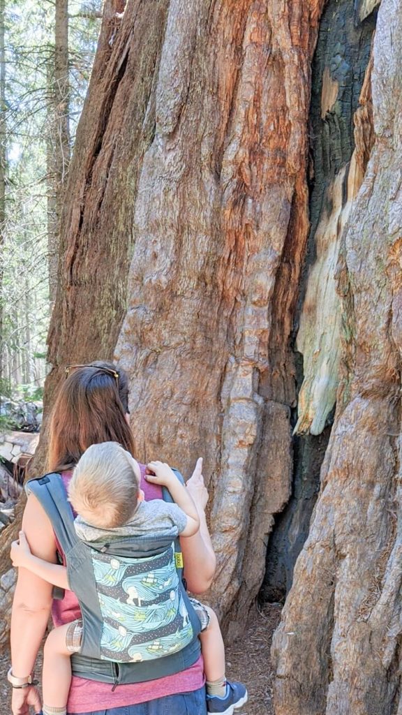 A photo of the back of a mom wearing her toddler in a carrier on her back. She is pointing to a large Sequoia tree in front of her and her son is looking up at the tree.